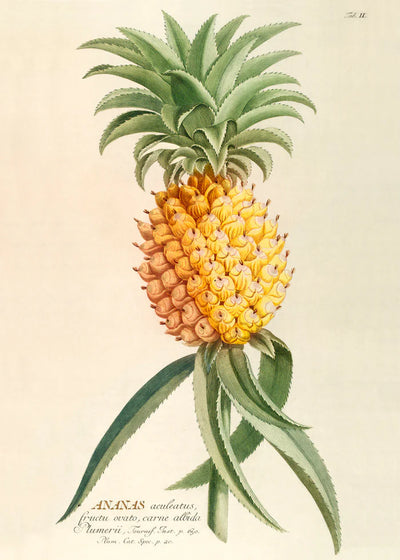 Ananas Print 50 x 70 cm