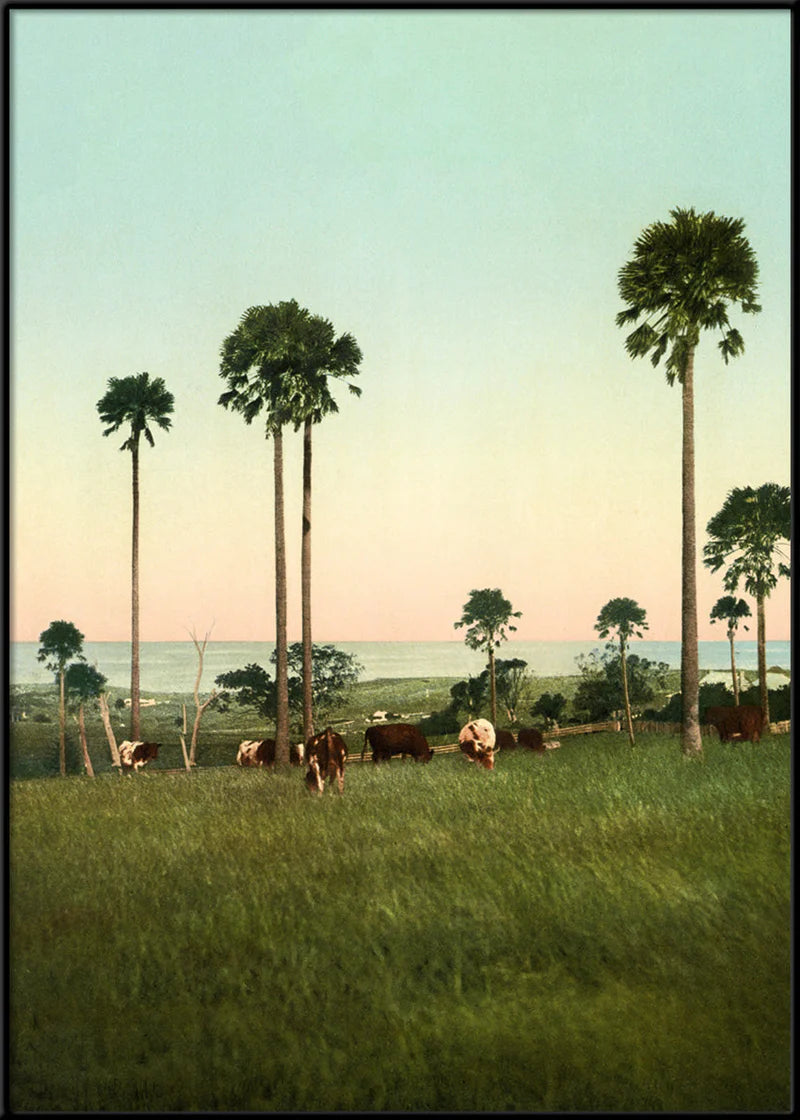Dairy Cows in Illawarra Art