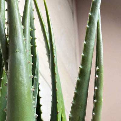 Large Artificial Aloe Vera Plant 55cm