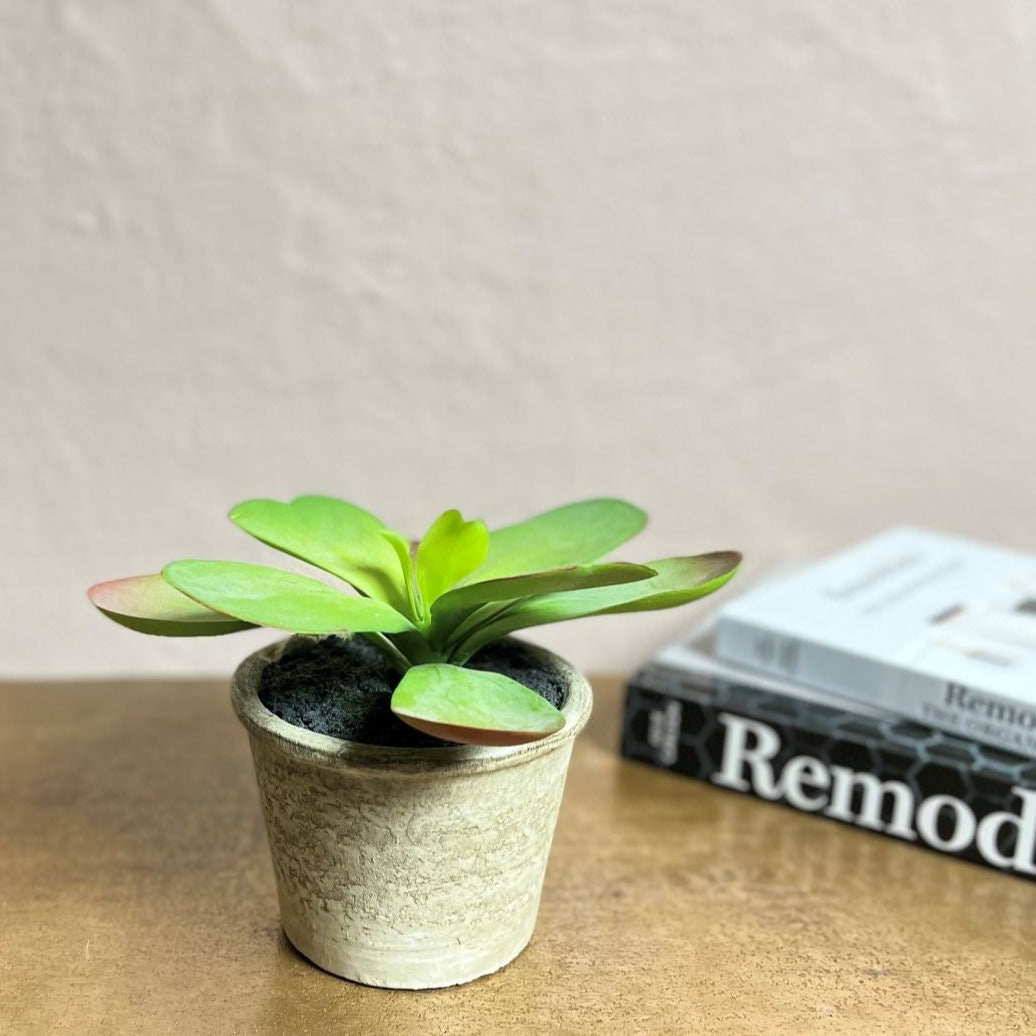 hot lips succulent plant Faux Kalanchoe 'Hot Lips' – Mrs Robinson
