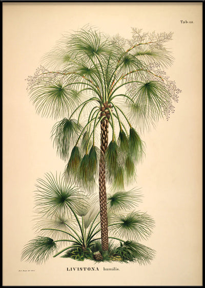 Vintage Palm Art