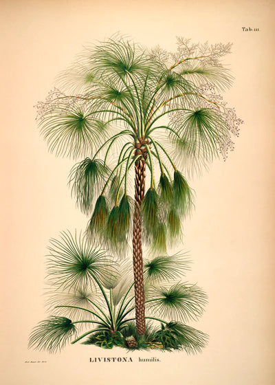 Tropical Palm Print - 50x70cms