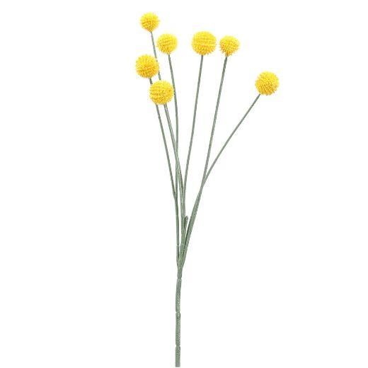 Yellow Bobble Seed Plant.