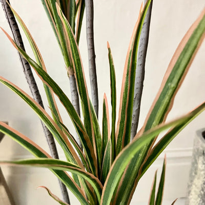 Faux Dracaena Tropical Plant with Planter -120cm