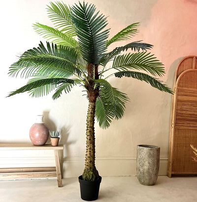 Ornamental Tropical Palm Tree in Black Pot-180cm