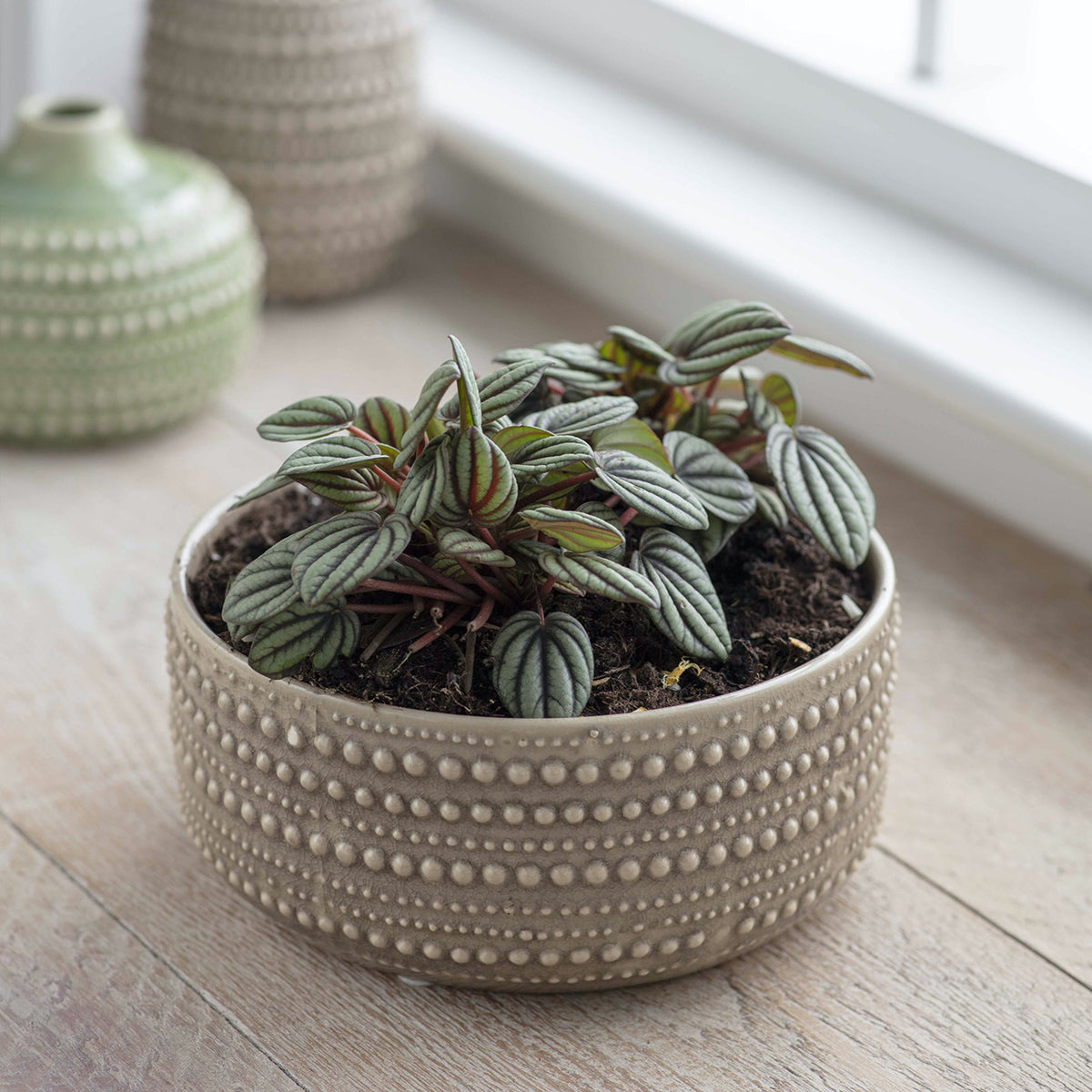 large ceramic plant bowl