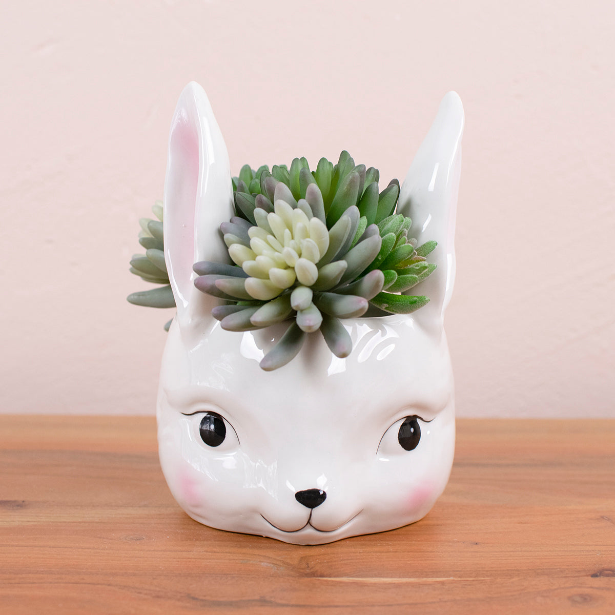 bunny bowl with succulents