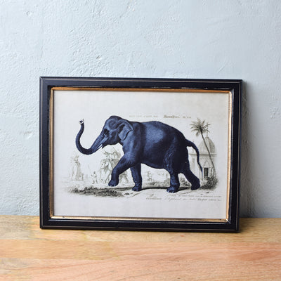 Temerity-Jones-framed-elephant-print-black-and-gold-antique-style-frame