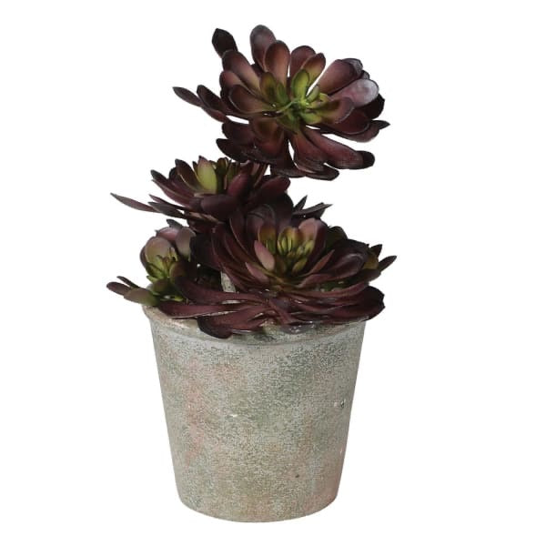 Black Aeonium Succulent in Textured Pot