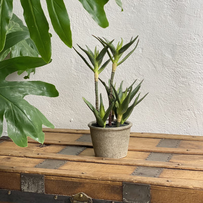 Stemmed Potted Aloe (faux)