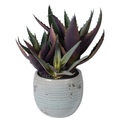 Aloe in Glazed Planter