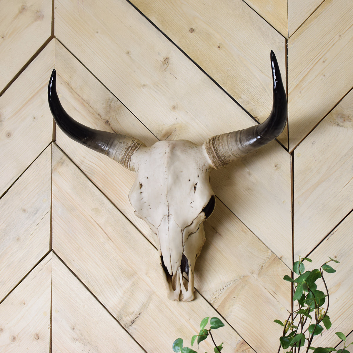 Large Bison Skull Wall Head - Mrs Robinson